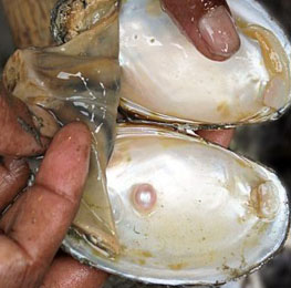 Pearl Oyster Farming